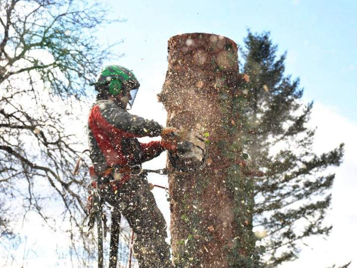 Travaux d’abattage d’arbres Carpentras