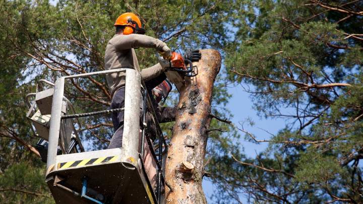 Travaux d’abattage d’arbres Carpentras